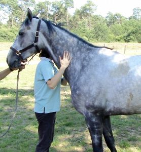 osteopathie cheval osteopathe equin Dr PIGNARD Isabelle