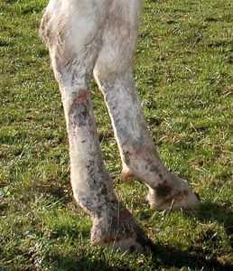 gale de boue cheval dermatophilose