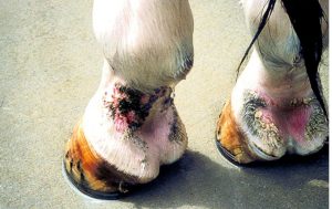 gale de boue cheval dermatophilose